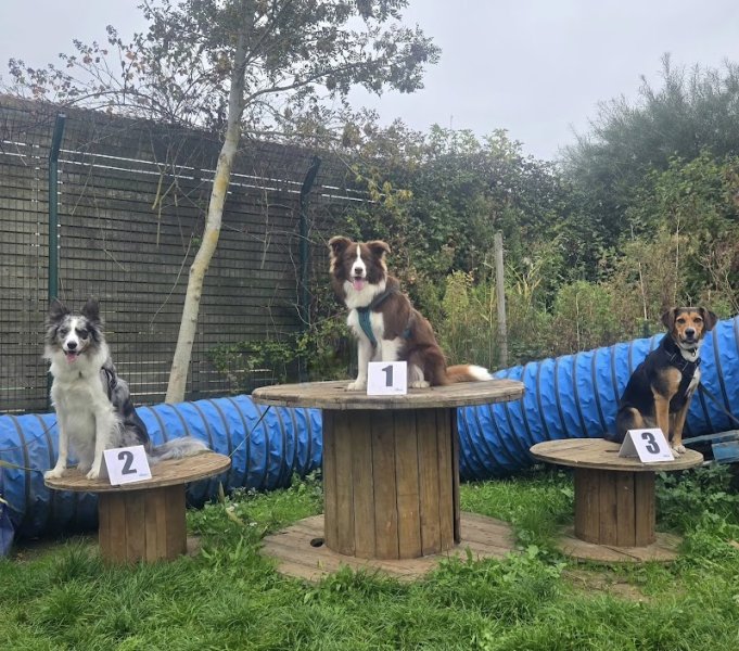 Pédadog by Ali et Nilah Educateur Canin Calais - photo 2