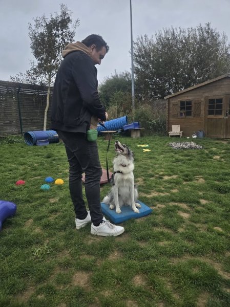 Pédadog by Ali et Nilah Educateur Canin Calais - photo 3