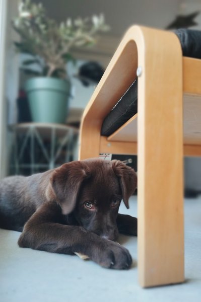 PédaDog By Mariette - Éducateur canin - Boulogne sur mer