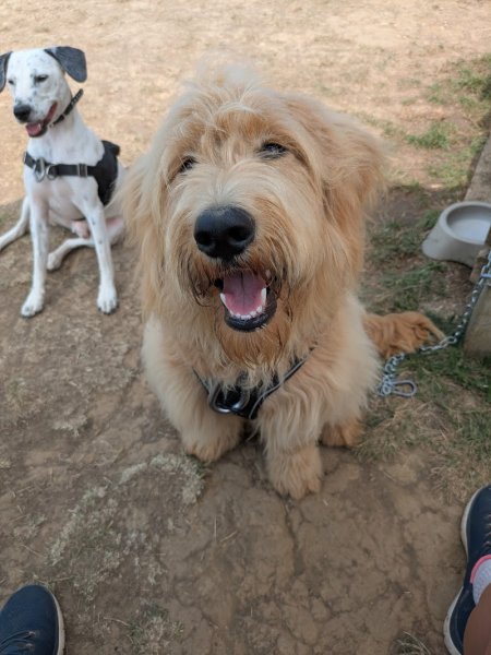 PédaDog By Mariette - Éducateur canin - Boulogne sur mer - photo 2