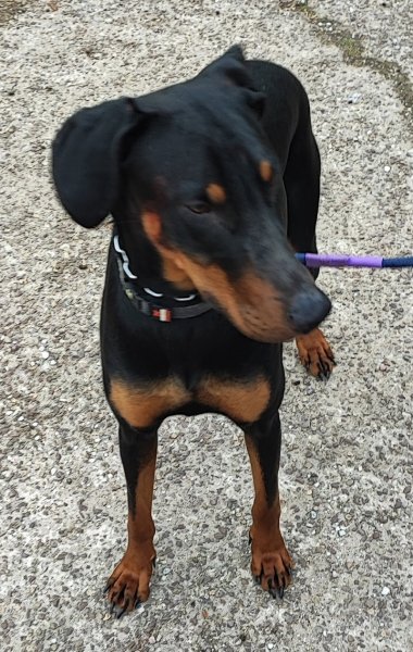 jk-dog. Educateur canin secteur Lens, Liévin et Hauts de France. comportementaliste canin, dresseur chien - photo 2