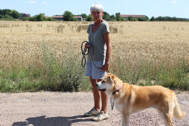 jk-dog. Educateur canin secteur Lens, Liévin et Hauts de France. comportementaliste canin, dresseur chien - photo 3