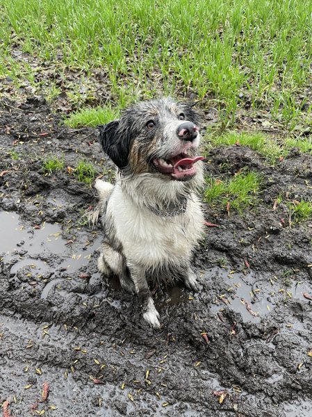 educateur canin EDUCANAT - photo 1