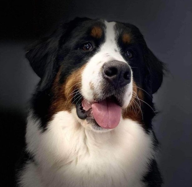 L'Elégance Canine Hénin Beaumont - photo 1