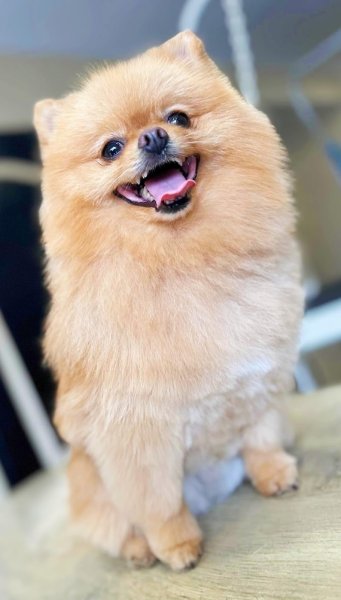 L'Elégance Canine Hénin Beaumont - photo 2