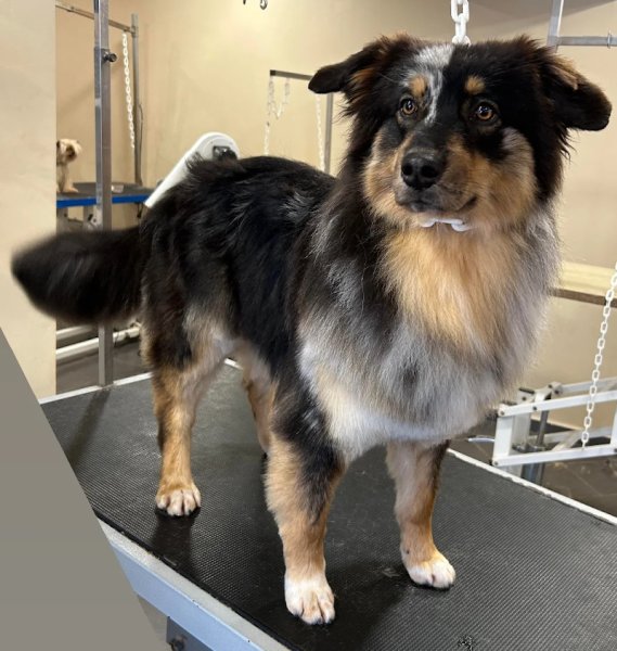 L'Elégance Canine Hénin Beaumont - photo 3