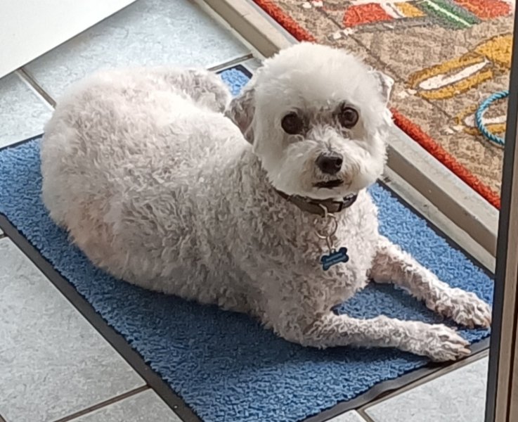 Centre de Beauté Canine - photo 1