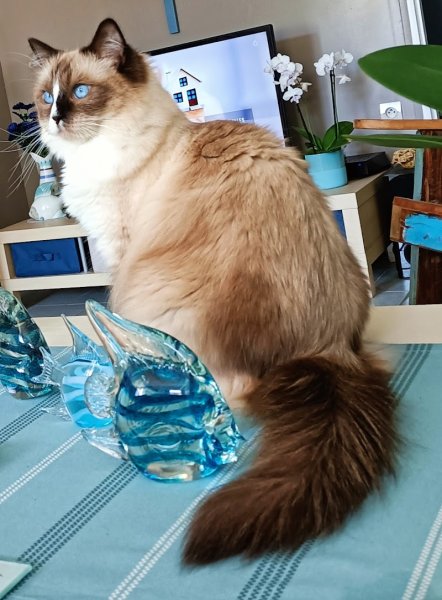 Centre de Beauté Canine - photo 2