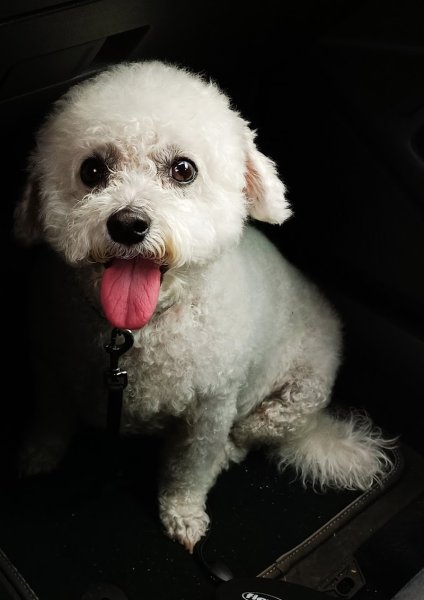 Centre de Beauté Canine - photo 3