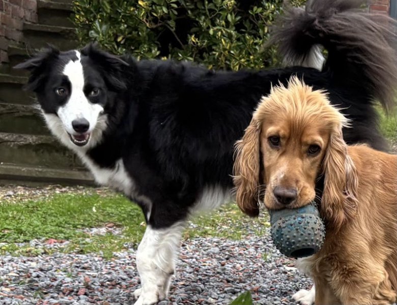 4 pattes et une queue: Educateur canin - pension canine