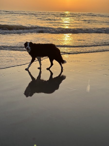 4 pattes et une queue: Educateur canin - pension canine - photo 3