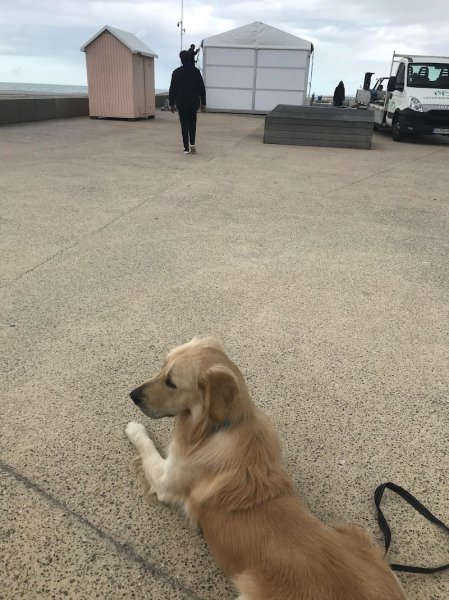 Au'dreyssage canin Perrault audrey Éducatrice comportementaliste canin