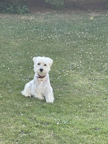 Au'dreyssage canin Perrault audrey Éducatrice comportementaliste canin - photo 2