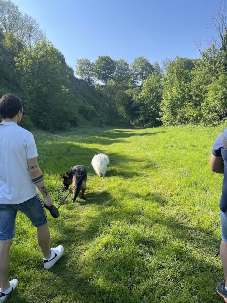 Dog'O Top - Educateur canin, Comportementaliste, Dresseur - Hesdin, Berck, Etaples - photo 2