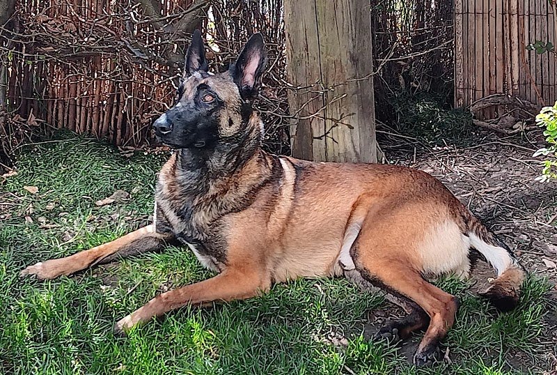 Dog'O Top - Educateur canin, Comportementaliste, Dresseur - Hesdin, Berck, Etaples - photo 3