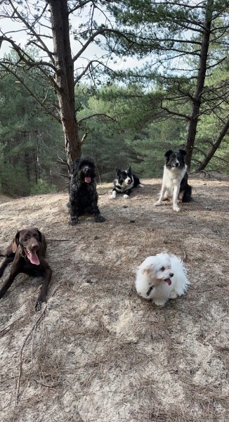 Savoir Parler Chien Mélanie Gobert Educateur comportementaliste Canin