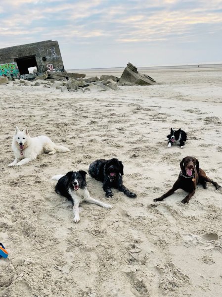 Savoir Parler Chien Mélanie Gobert Educateur comportementaliste Canin - photo 2