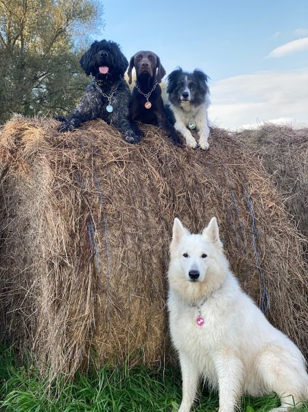Savoir Parler Chien Mélanie Gobert Educateur comportementaliste Canin - photo 3