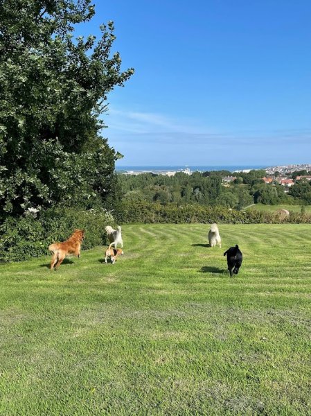 Peggy Bedu - Aux Bonheurs des Chiens - Toilettage & Pension & Education - photo 2