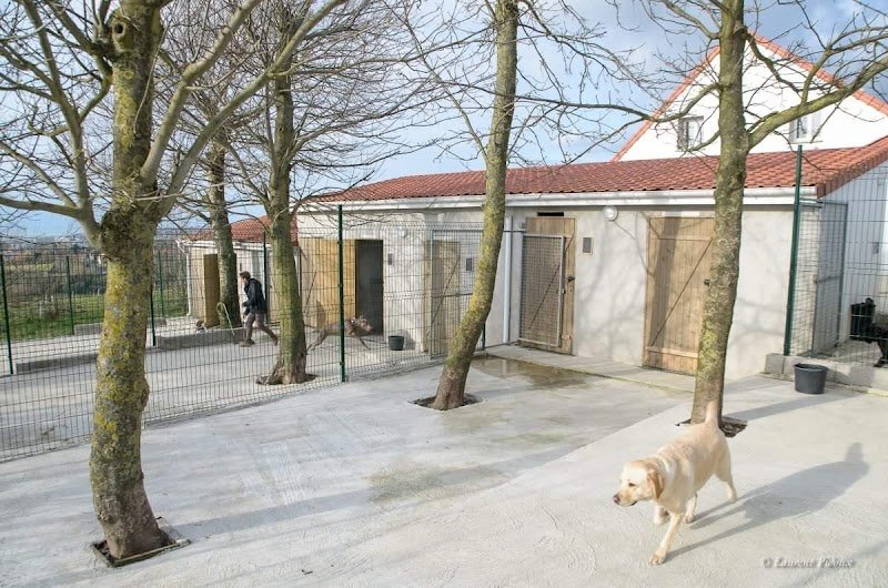 Peggy Bedu - Aux Bonheurs des Chiens - Toilettage & Pension & Education - photo 3