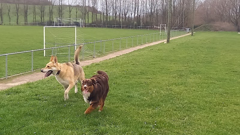 Espace Cyn'Biose- Educateur/Educatrice Canin Comportementaliste sur la Côte d'Opale - photo 2