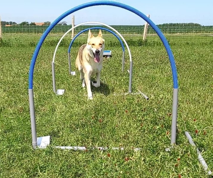 Espace Cyn'Biose- Educateur/Educatrice Canin Comportementaliste sur la Côte d'Opale - photo 3