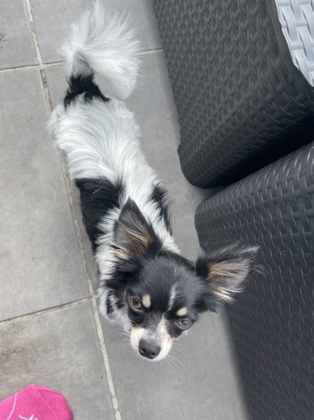 Estéty-chien - photo 2