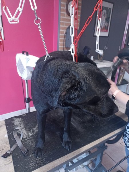 Estéty-chien - photo 3