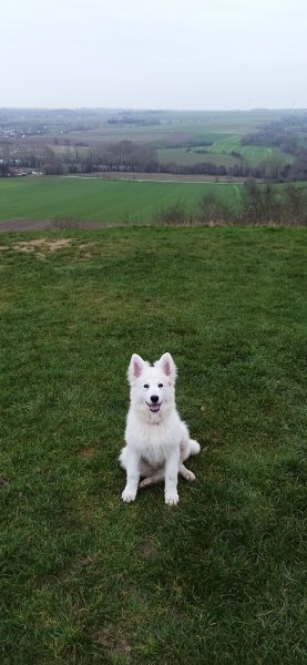 Educat canin - photo 2