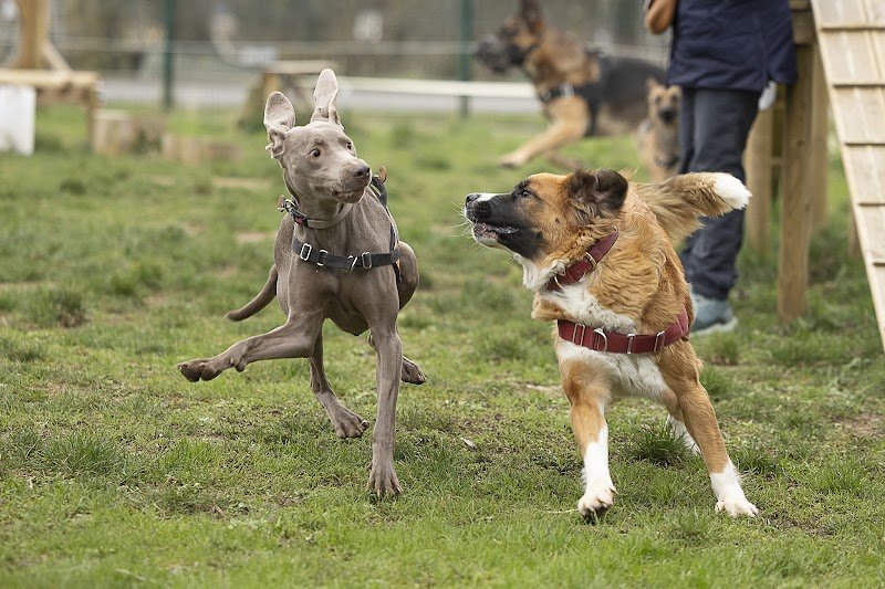 Pédadog by Pauline Educateur Canin Saint Omer