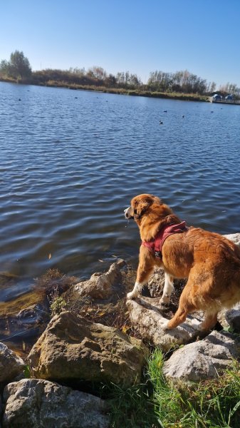 Pédadog by Pauline Educateur Canin Saint Omer - photo 2