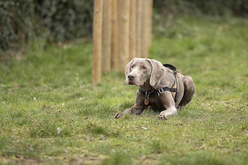 Pédadog by Pauline Educateur Canin Saint Omer - photo 3