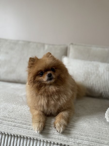 Mod'canine - photo 2