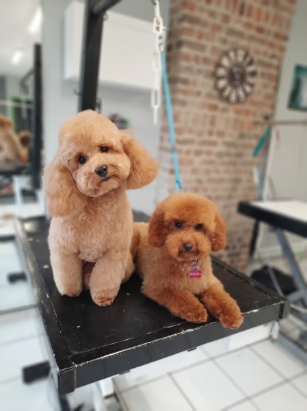 Mod'canine - photo 3