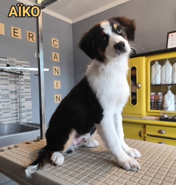 ATELIER CANIN - photo 1