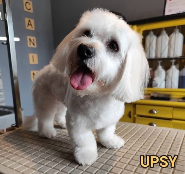 ATELIER CANIN - photo 2