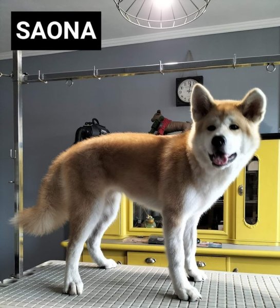 ATELIER CANIN - photo 3