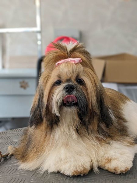 Au Paradis du Chien - photo 1