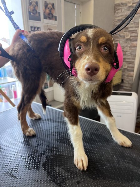 Au Paradis du Chien - photo 2