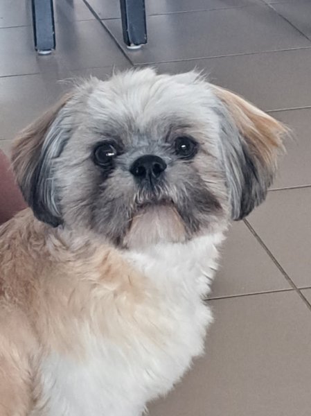 Au Paradis du Chien - photo 3