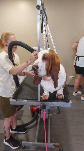 L'élégance Canine - photo 1