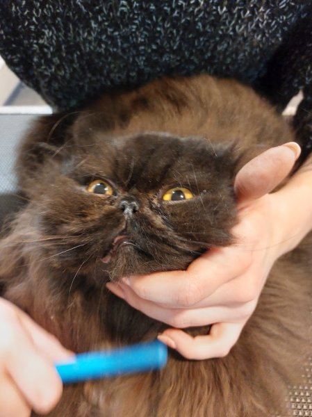 L'élégance Canine - photo 2