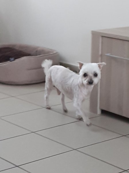 L'élégance Canine - photo 3