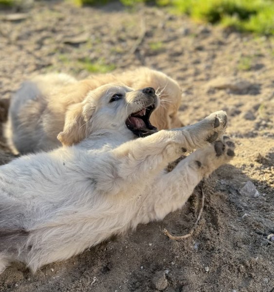 Élevage et Pension canine de la Douce Source: Éleveur de Westie (West Highland white terrier) et de Golden (Golden Retriever)