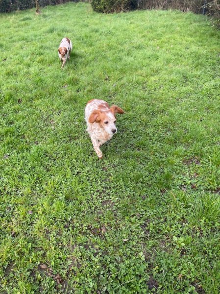 Élevage et Pension canine de la Douce Source: Éleveur de Westie (West Highland white terrier) et de Golden (Golden Retriever) - photo 2