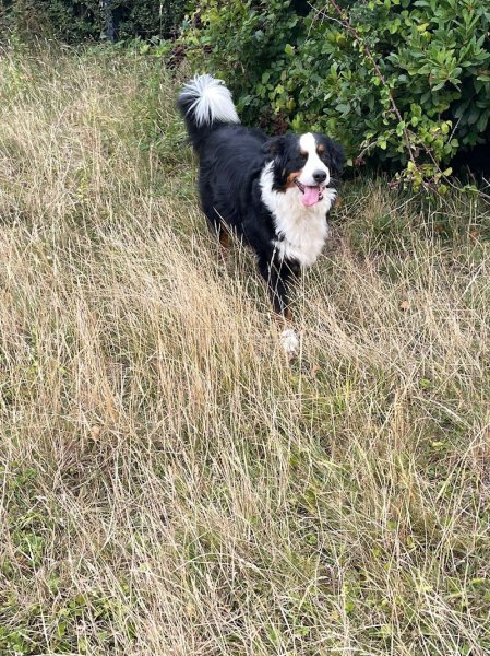 Élevage et Pension canine de la Douce Source: Éleveur de Westie (West Highland white terrier) et de Golden (Golden Retriever) - photo 3