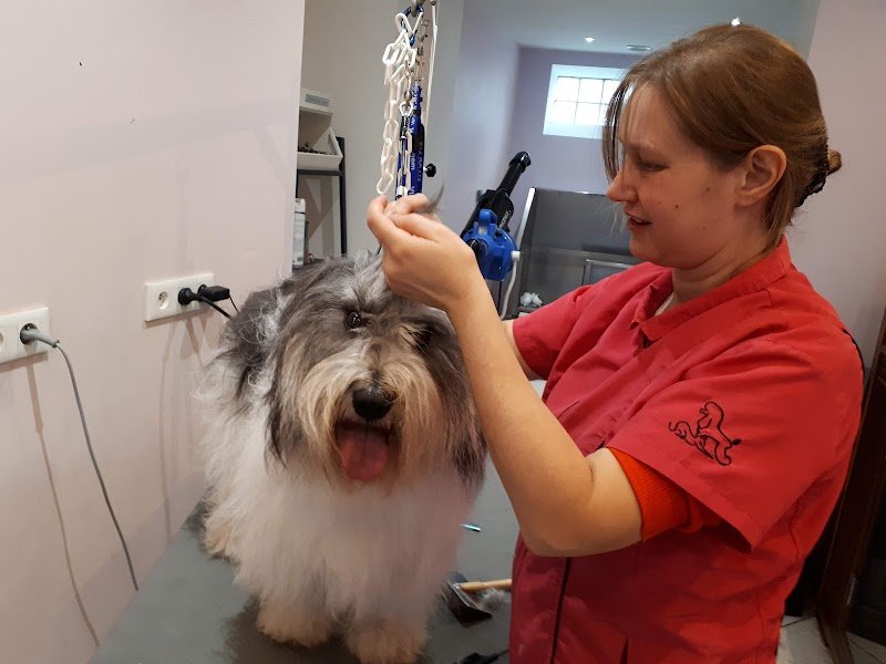 au dog divin - photo 2