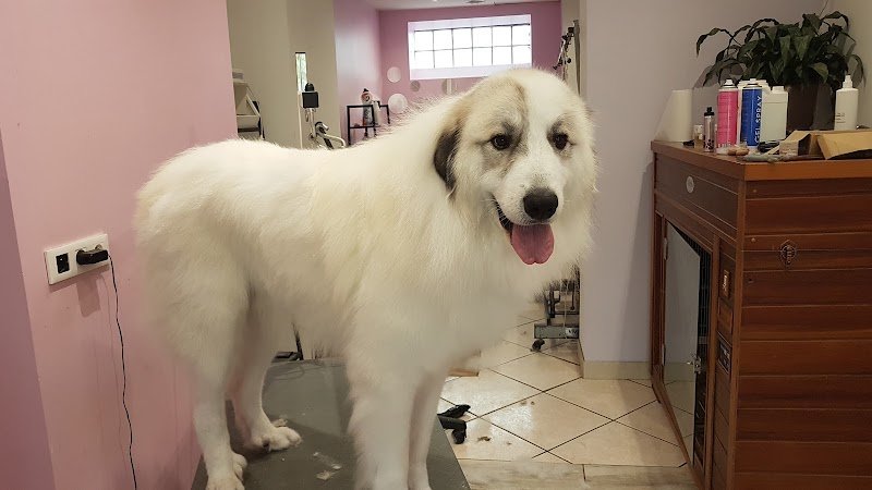 au dog divin - photo 3