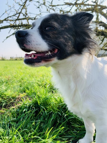 Domaine des 4 pattes - Chou, Chiens & Cie - photo 2