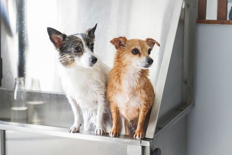 Domaine des 4 pattes - Chou, Chiens & Cie - photo 3